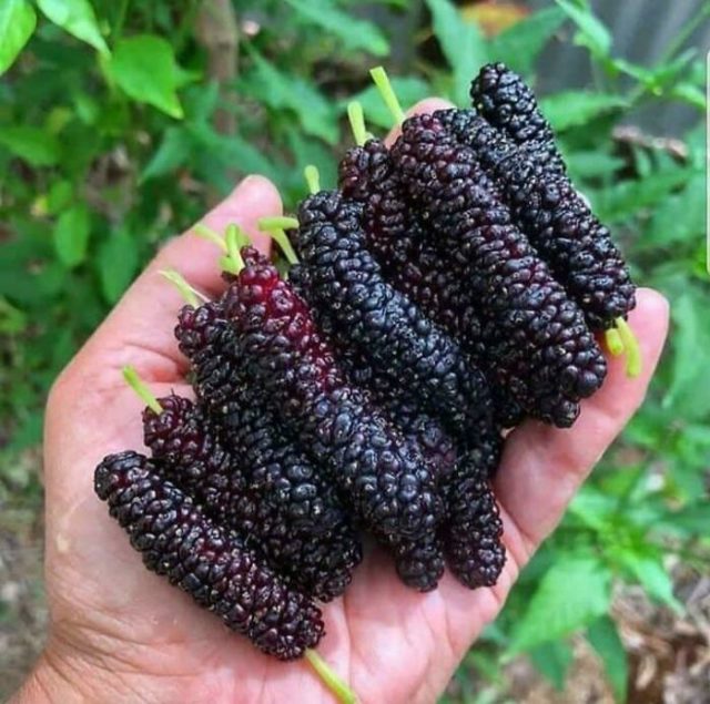 Huge Finds (37 pics)