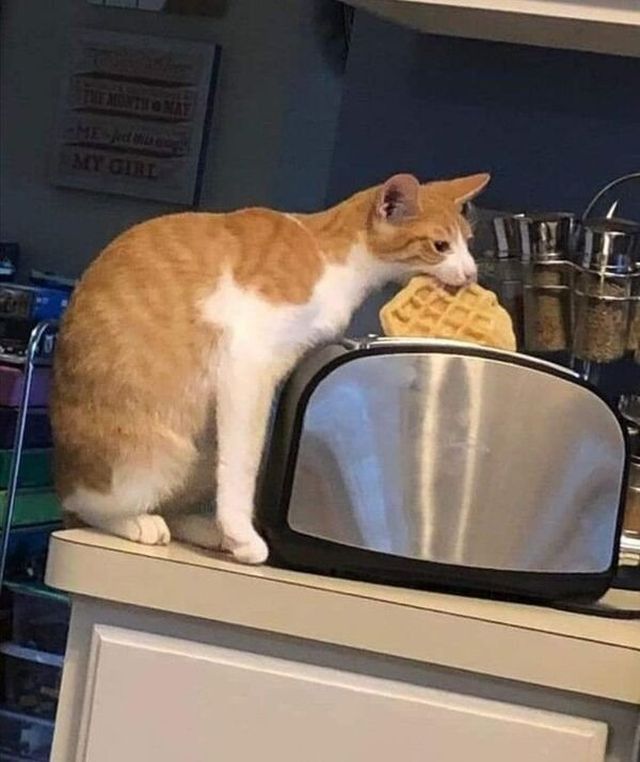 Funny Cats (25 pics)