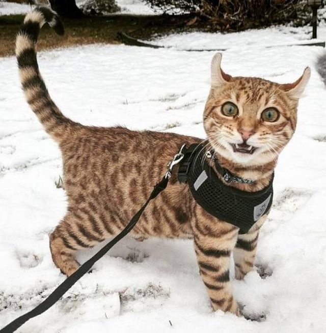 Cats And Snow (24 pics)