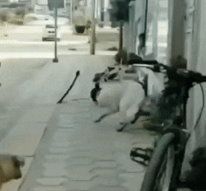Acid GIFs, January 25 (25 gifs)
