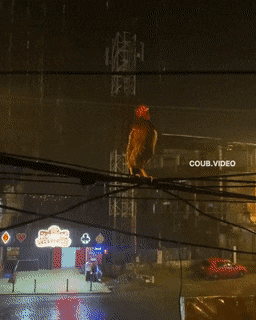 Acid GIFs, January 25 (25 gifs)