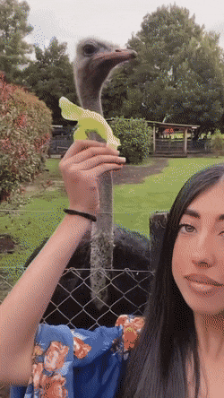 Acid GIFs, January 25 (25 gifs)