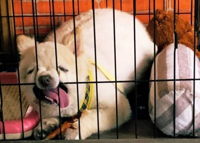 Cute Pets (55 pics)