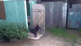 Acid GIFs, January 26 (25 gifs)