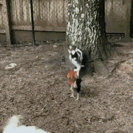 Acid GIFs, January 26 (25 gifs)