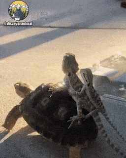 Acid GIFs, January 26 (25 gifs)