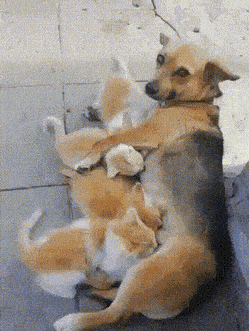 Acid GIFs, January 26 (25 gifs)