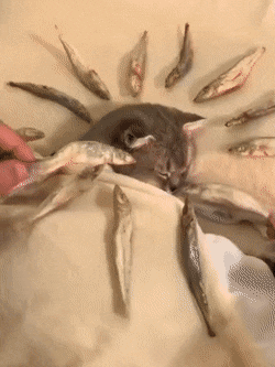 Acid GIFs, January 27 (25 gifs)