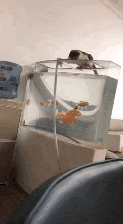 Acid GIFs, January 27 (25 gifs)