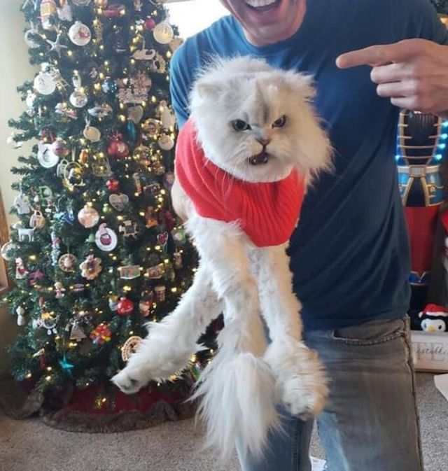 Funny Cats (24 pics)
