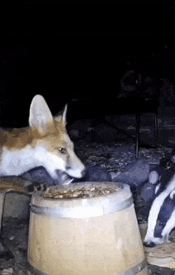 Acid GIFs, February 1 (25 gifs)
