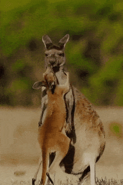 Acid GIFs, February 1 (25 gifs)