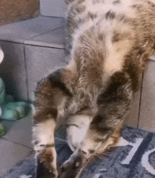 Acid GIFs, February 1 (25 gifs)