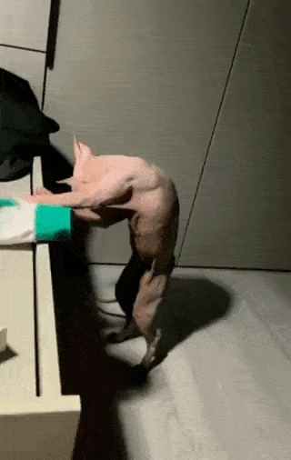 Acid GIFs, February 1 (25 gifs)