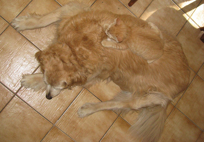Perfect Disguise (22 pics)