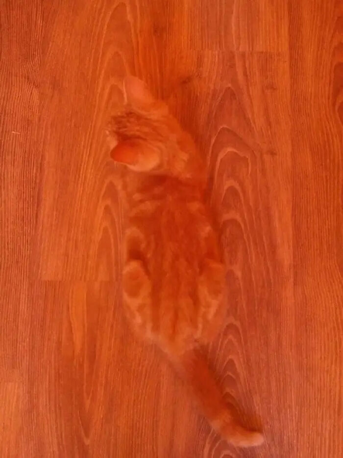 Perfect Disguise (22 pics)