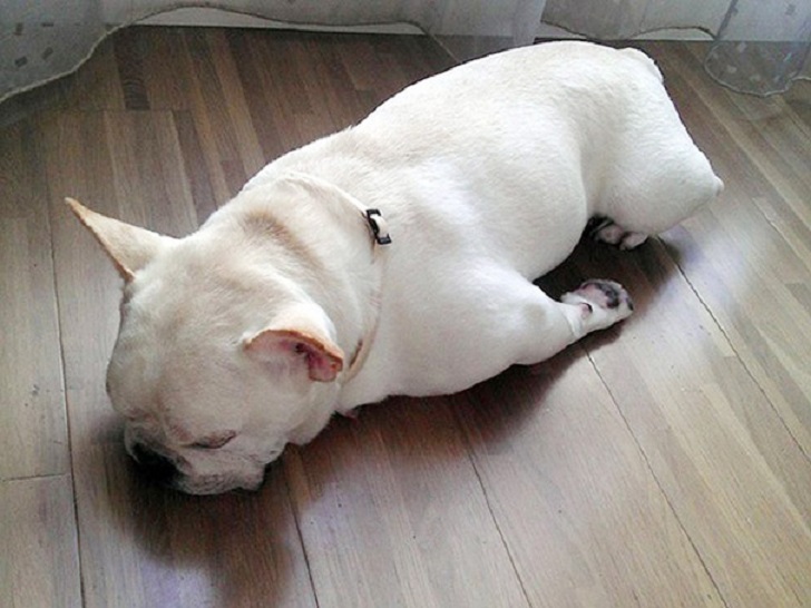 Dogs Can Sleep Anywhere (21 pics)
