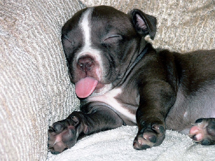 Dogs Can Sleep Anywhere (21 pics)