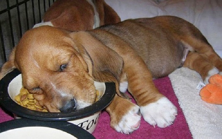 Dogs Can Sleep Anywhere (21 pics)