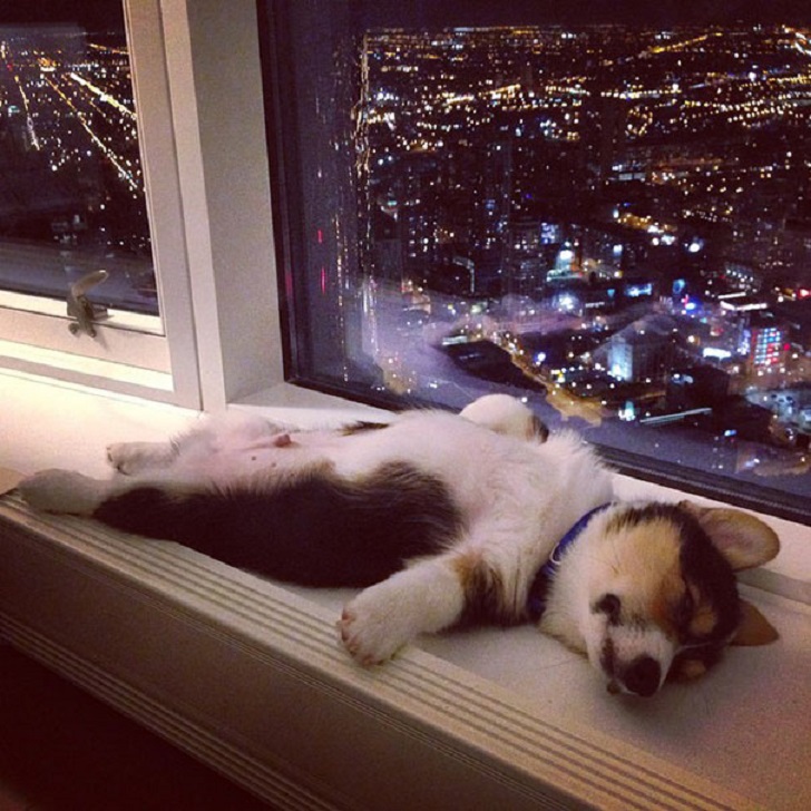 Dogs Can Sleep Anywhere (21 pics)