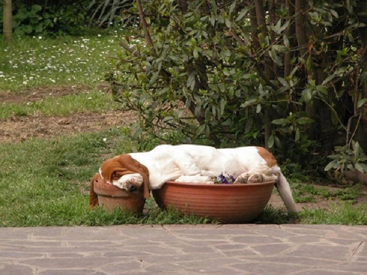 Dogs Can Sleep Anywhere (21 pics)