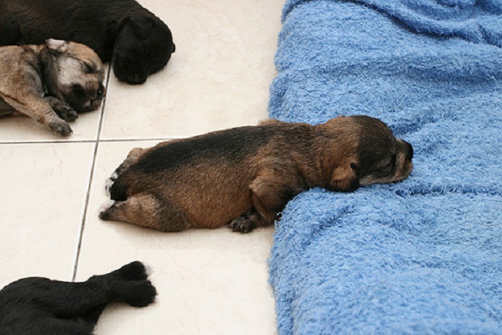 Dogs Can Sleep Anywhere (21 pics)