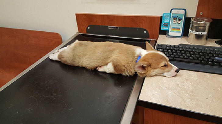 Dogs Can Sleep Anywhere (21 pics)