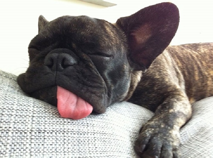 Dogs Can Sleep Anywhere (21 pics)