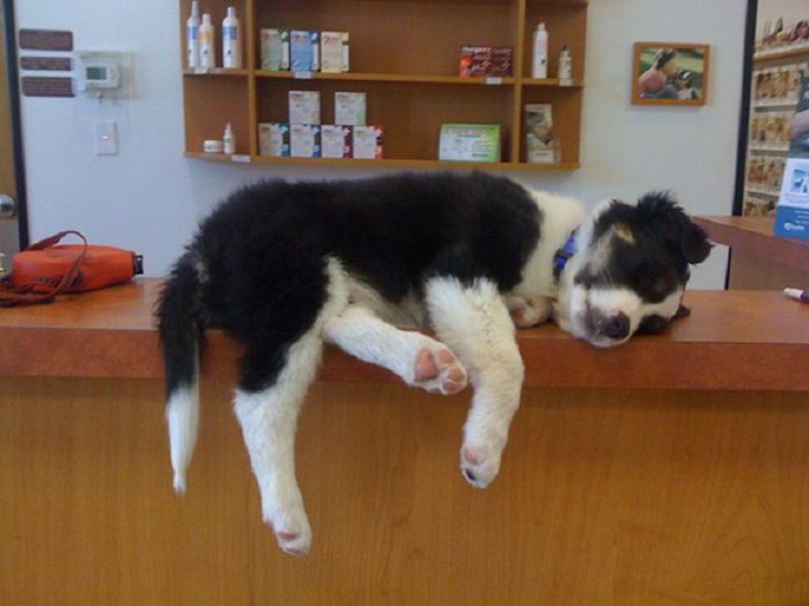 Dogs Can Sleep Anywhere (21 pics)