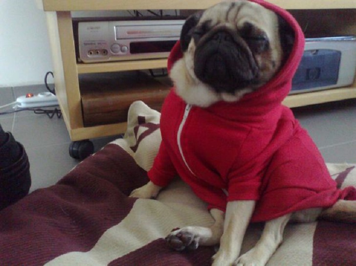 Dogs Can Sleep Anywhere (21 pics)