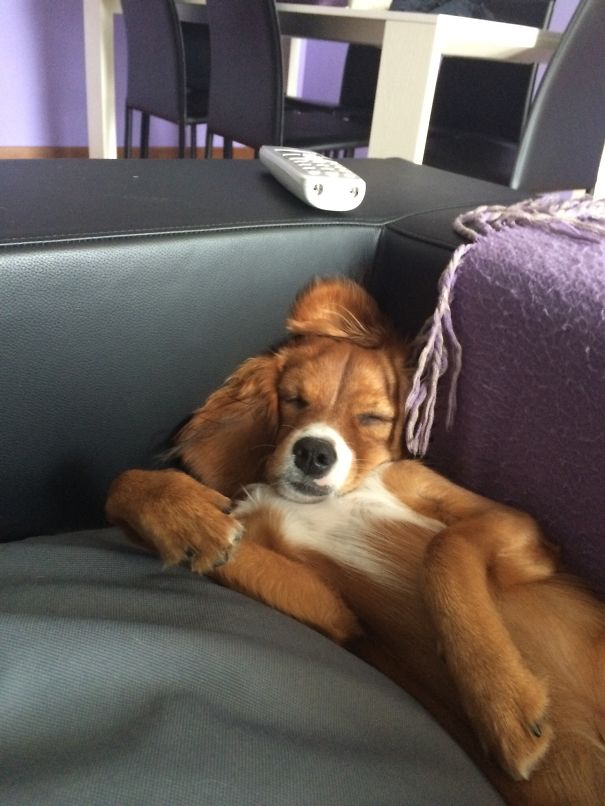 Dogs Can Sleep Anywhere (21 pics)