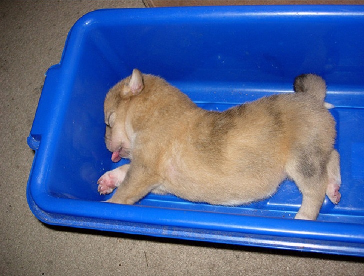 Dogs Can Sleep Anywhere (21 pics)
