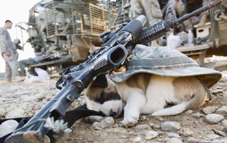 Dogs Can Sleep Anywhere (21 pics)