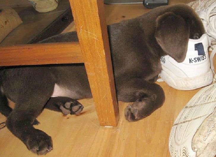 Dogs Can Sleep Anywhere (21 pics)
