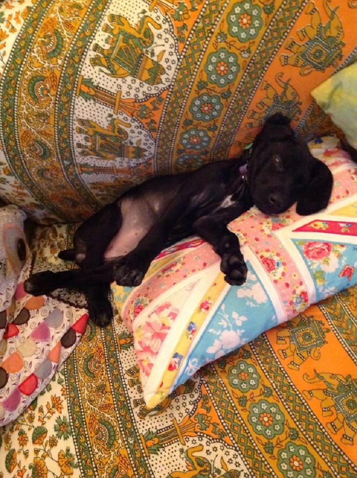 Dogs Can Sleep Anywhere (21 pics)