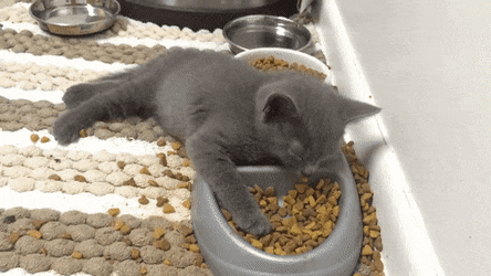 Acid GIFs, February 2 (25 gifs)