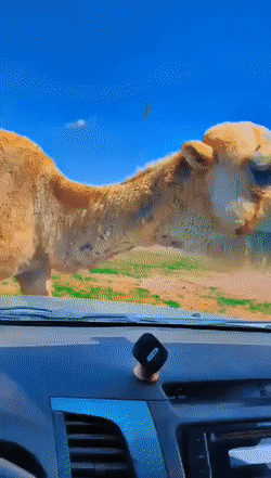 Acid GIFs, February 2 (25 gifs)