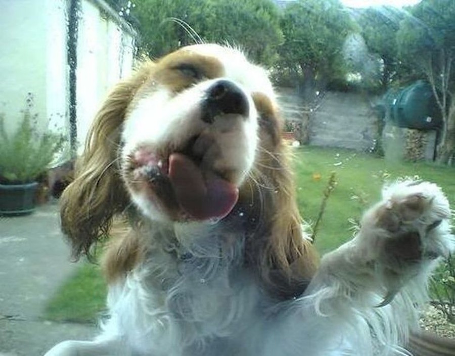 Funny Animals Licking Glass (21 pics)