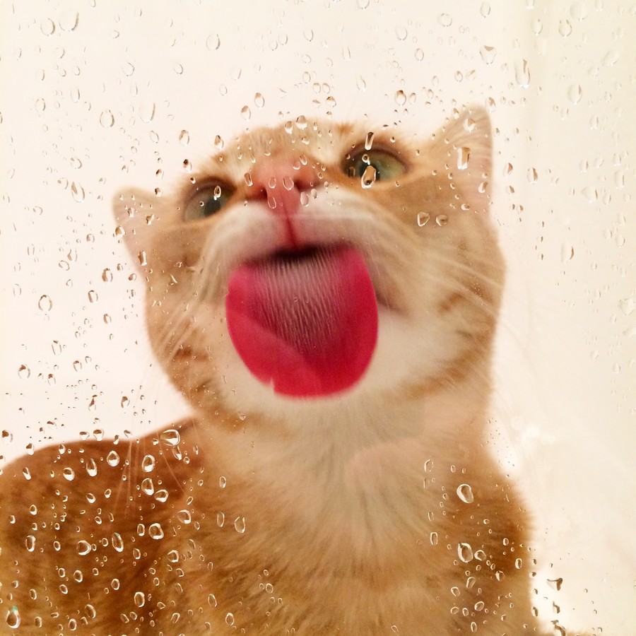 Funny Animals Licking Glass (21 pics)