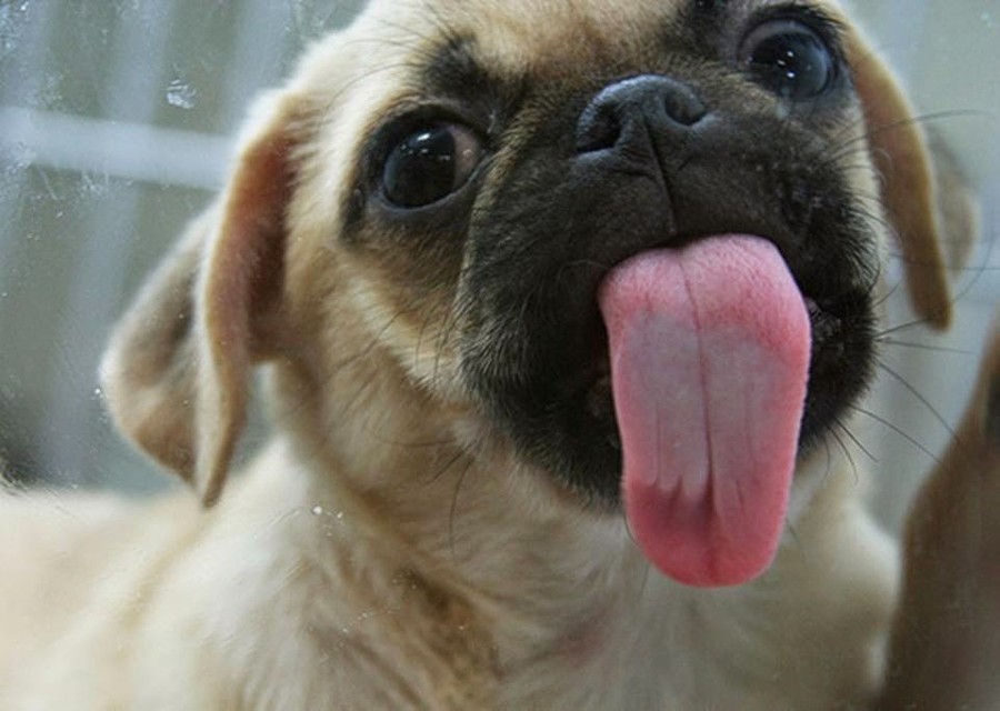 Funny Animals Licking Glass (21 pics)