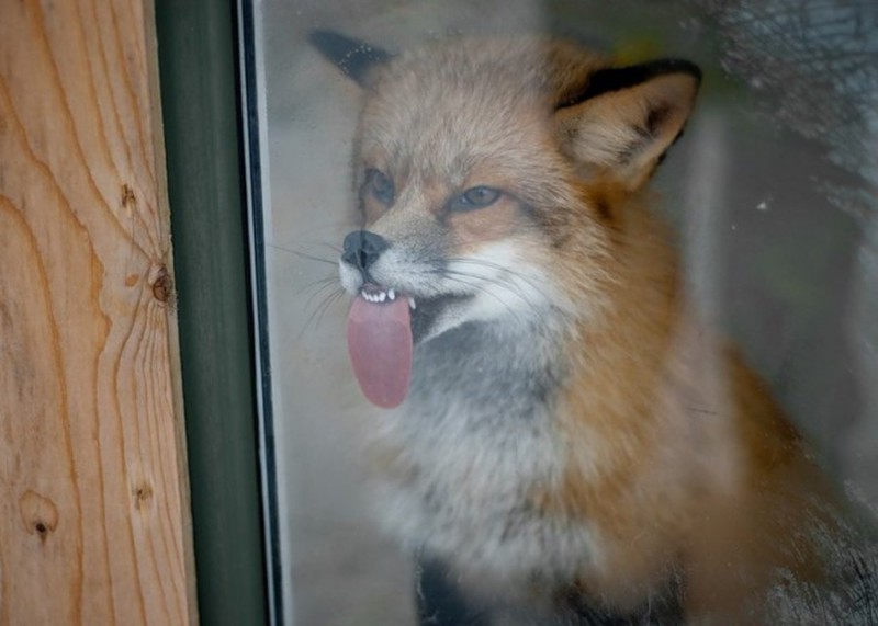 Funny Animals Licking Glass (21 pics)