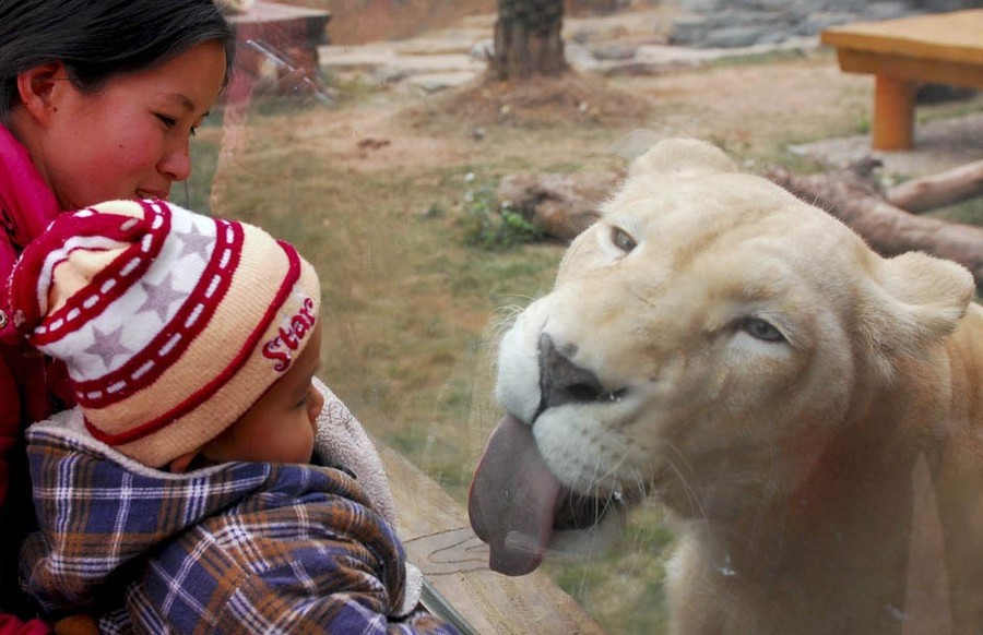 Funny Animals Licking Glass (21 pics)
