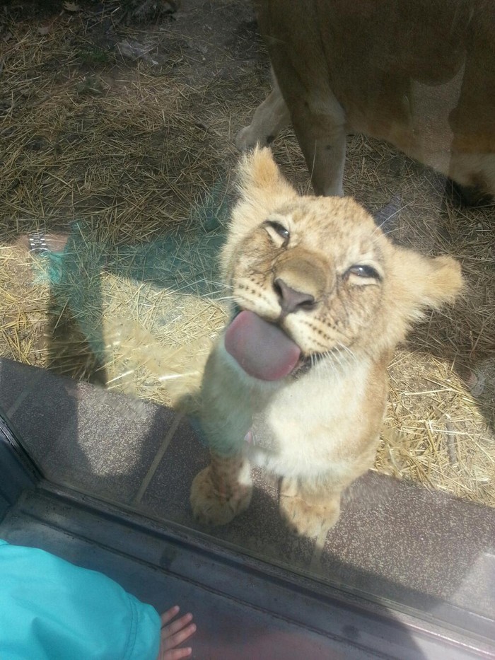 Funny Animals Licking Glass (21 pics)