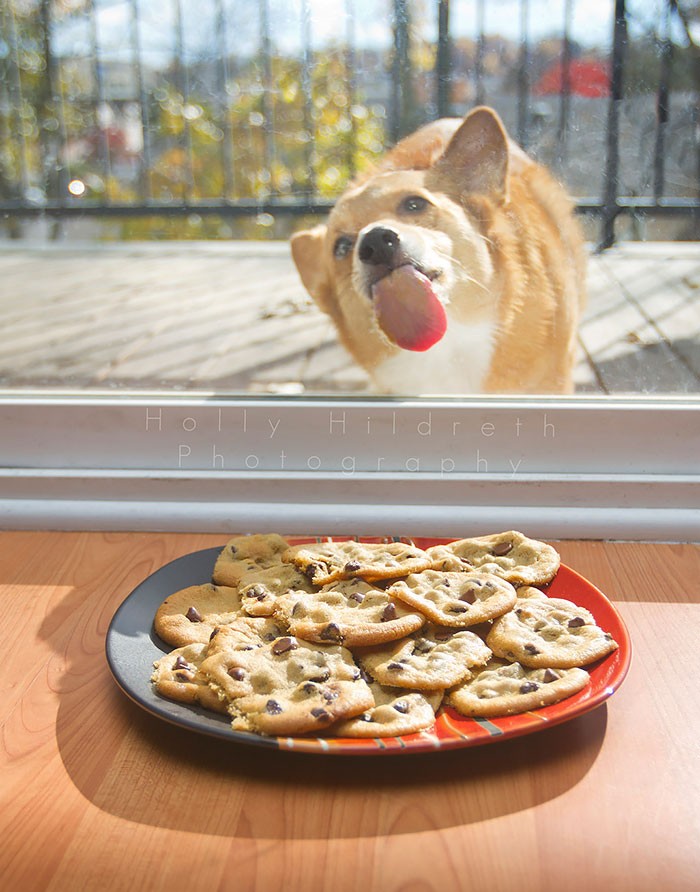 Funny Animals Licking Glass (21 pics)