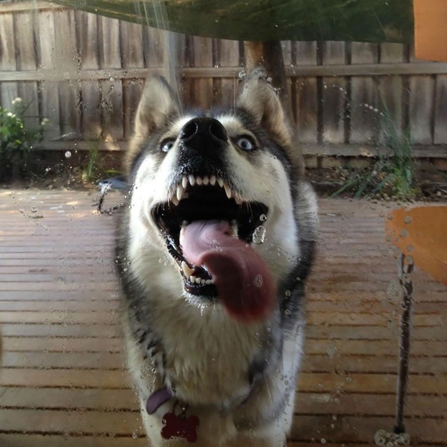 Funny Animals Licking Glass (21 pics)