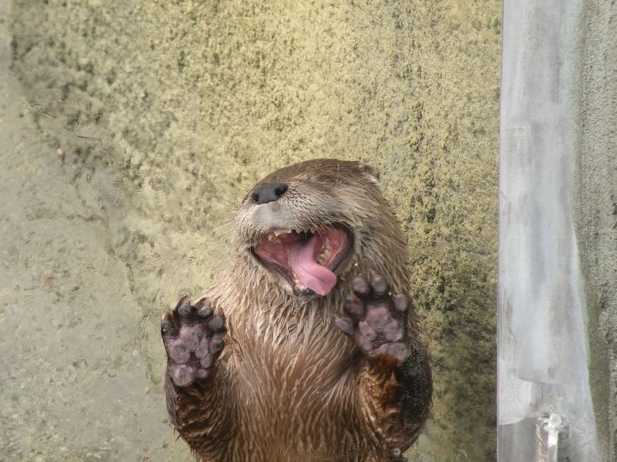 Funny Animals Licking Glass (21 pics)