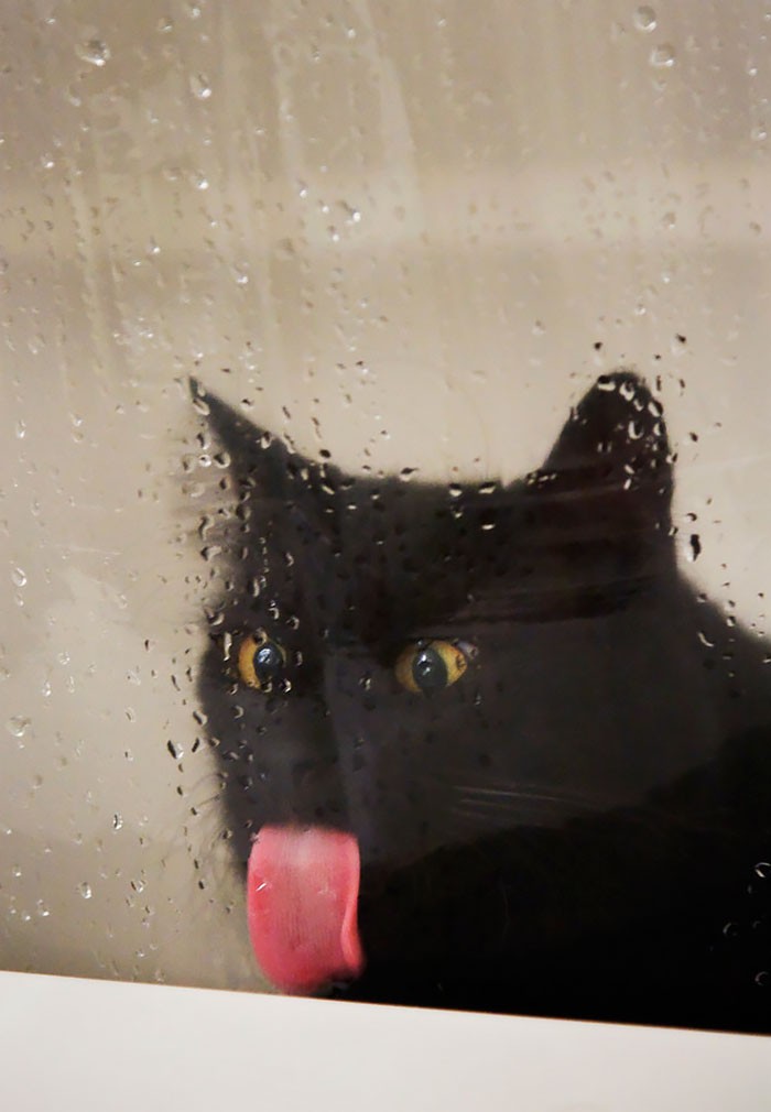 Funny Animals Licking Glass (21 pics)