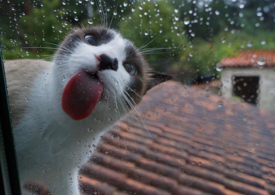 Funny Animals Licking Glass (21 pics)