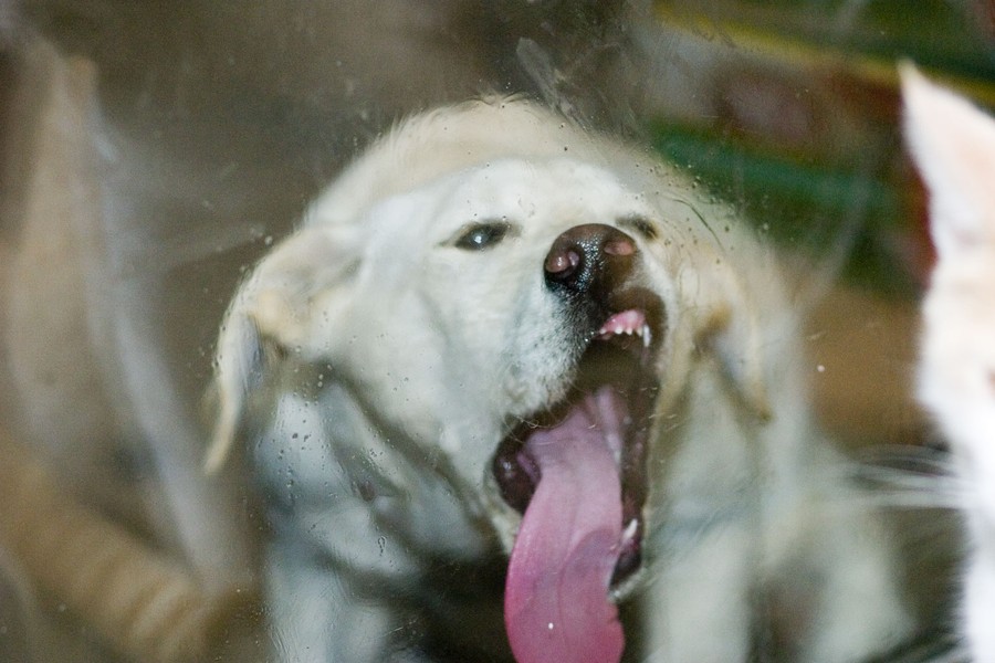 Funny Animals Licking Glass (21 pics)
