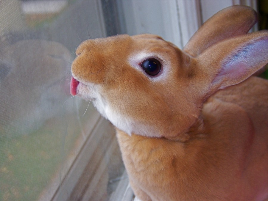 Funny Animals Licking Glass (21 pics)